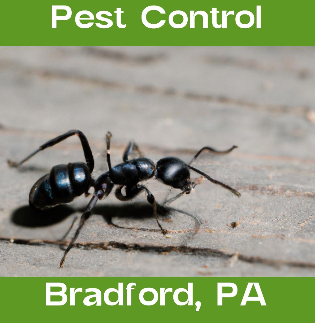 pest control in Bradford Pennsylvania