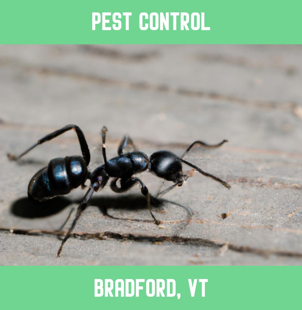 pest control in Bradford Vermont