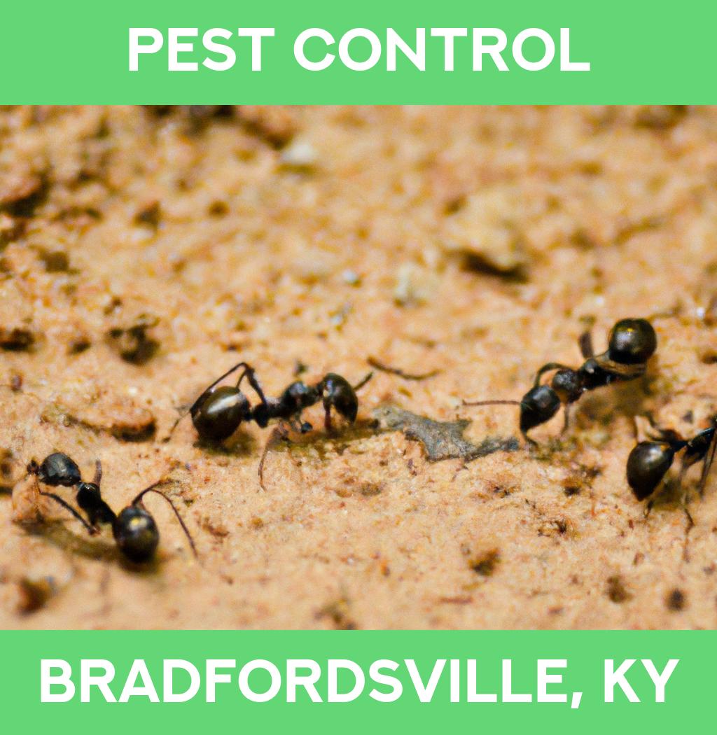 pest control in Bradfordsville Kentucky