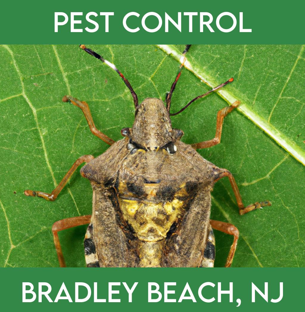 pest control in Bradley Beach New Jersey