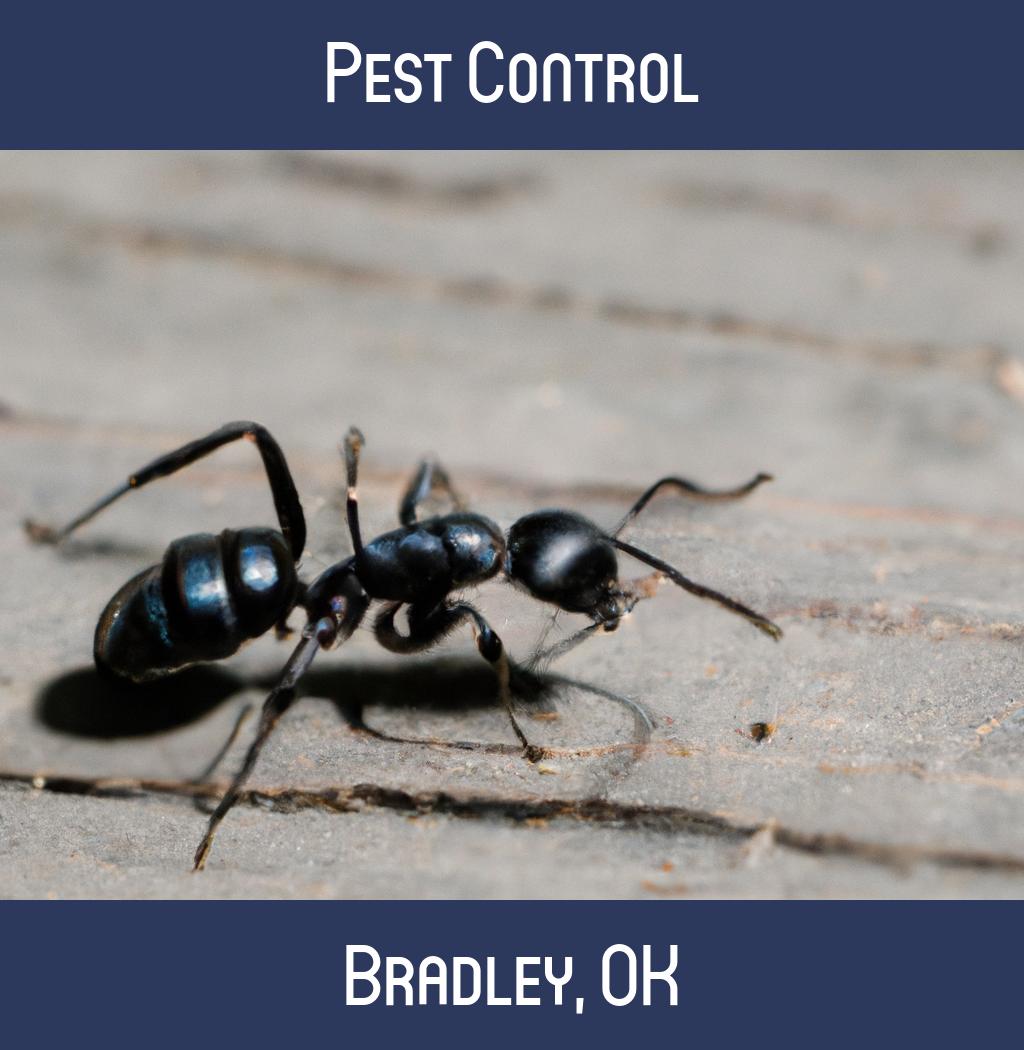 pest control in Bradley Oklahoma