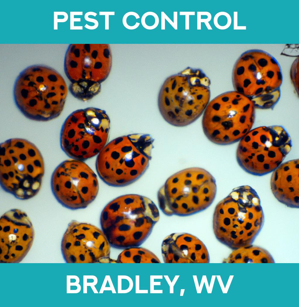 pest control in Bradley West Virginia