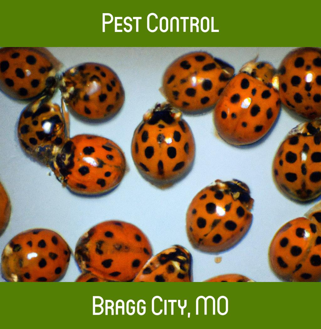 pest control in Bragg City Missouri