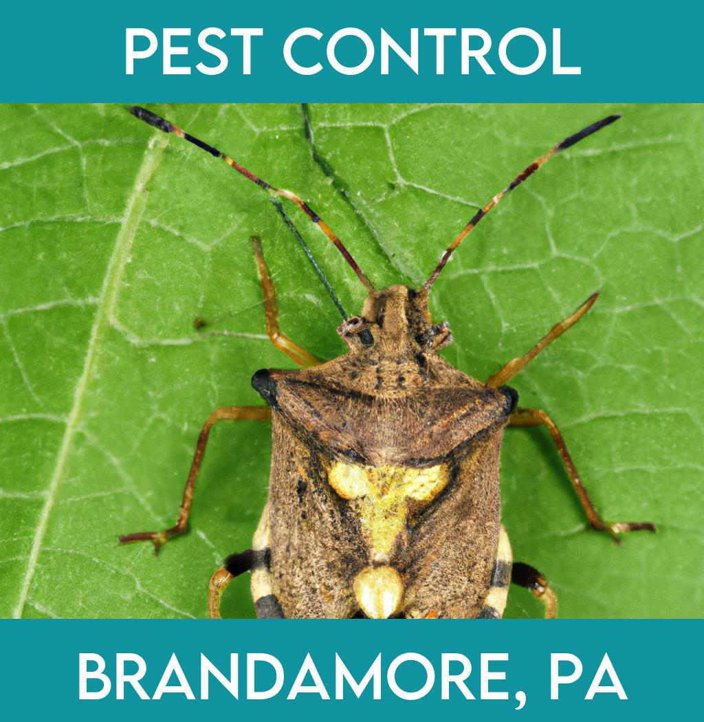 pest control in Brandamore Pennsylvania