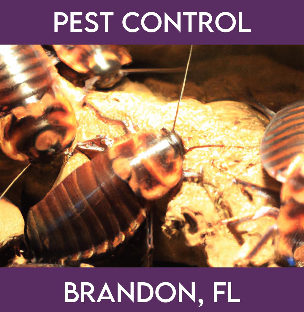 pest control in Brandon Florida