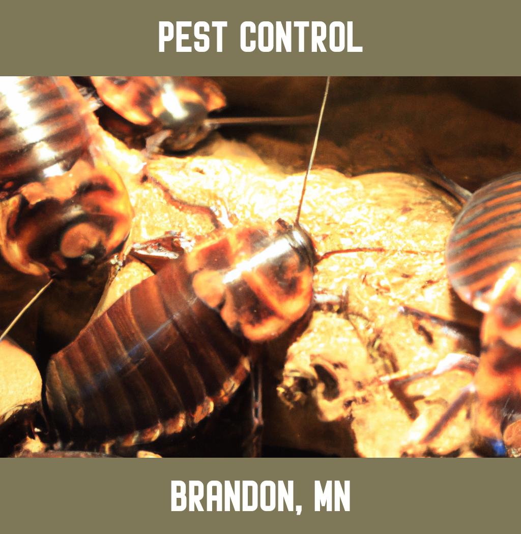pest control in Brandon Minnesota