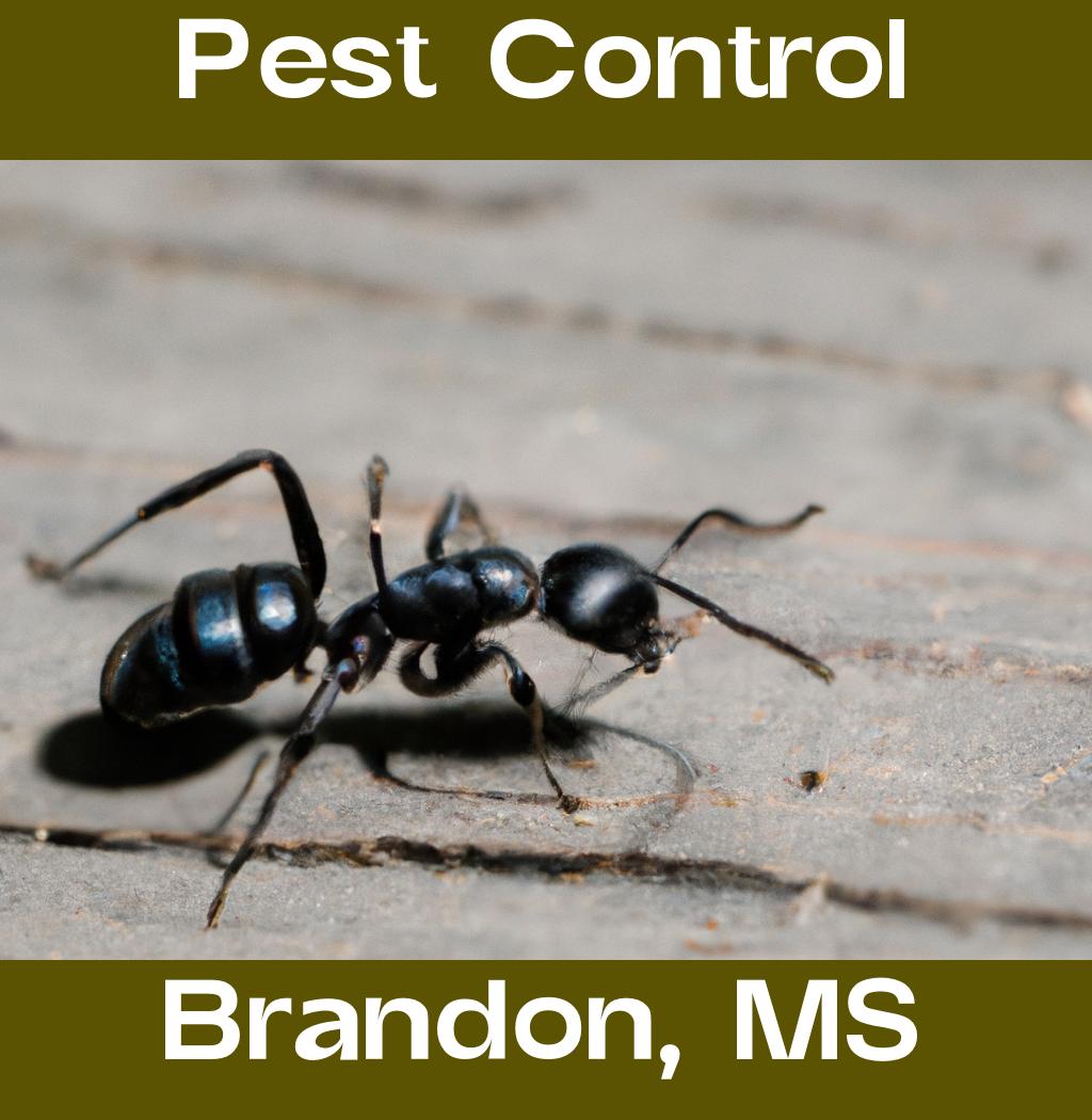 pest control in Brandon Mississippi