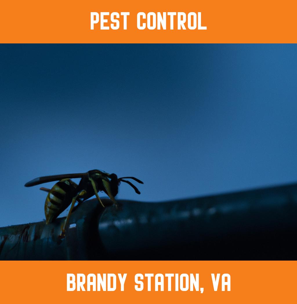 pest control in Brandy Station Virginia