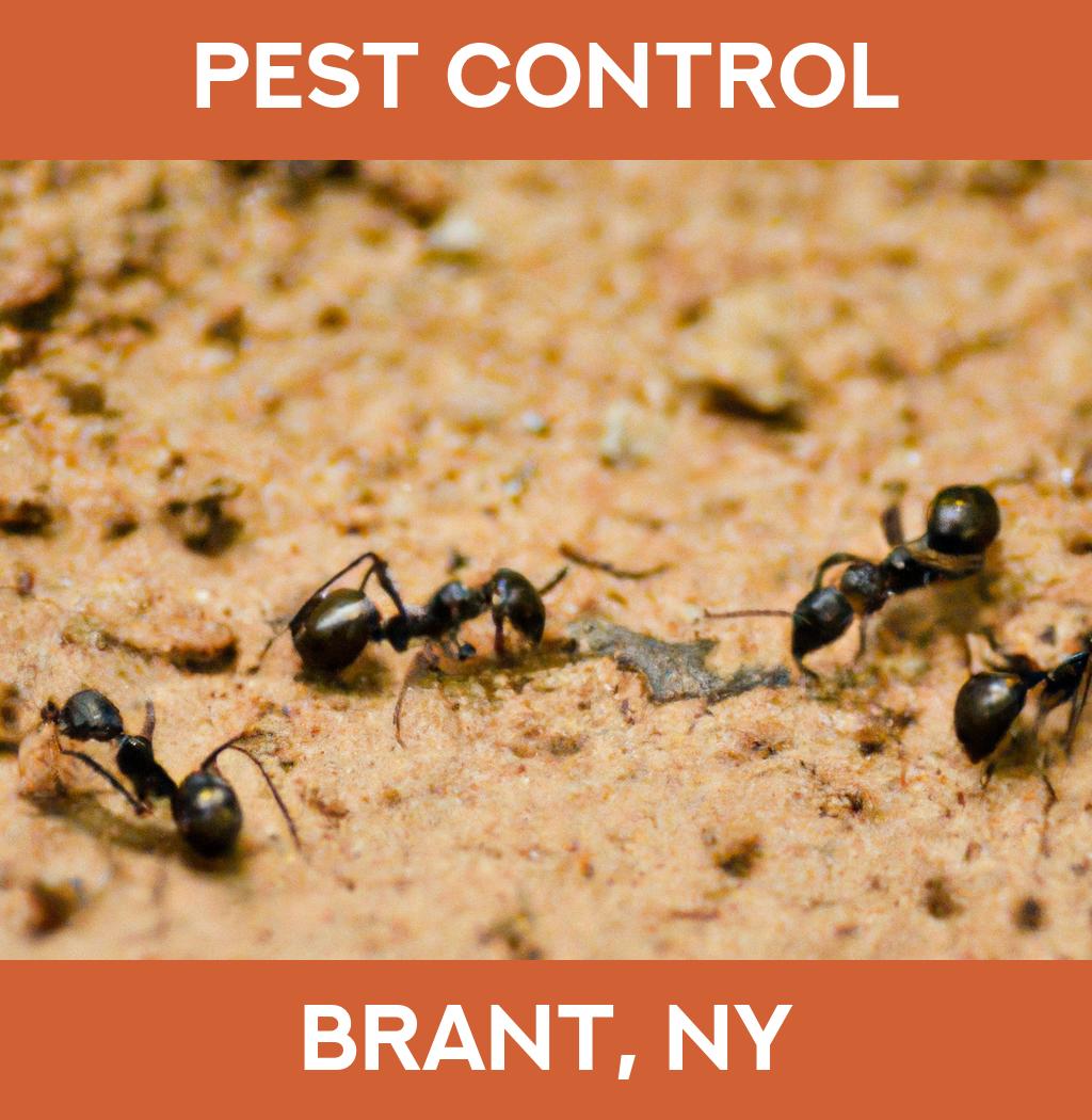pest control in Brant New York