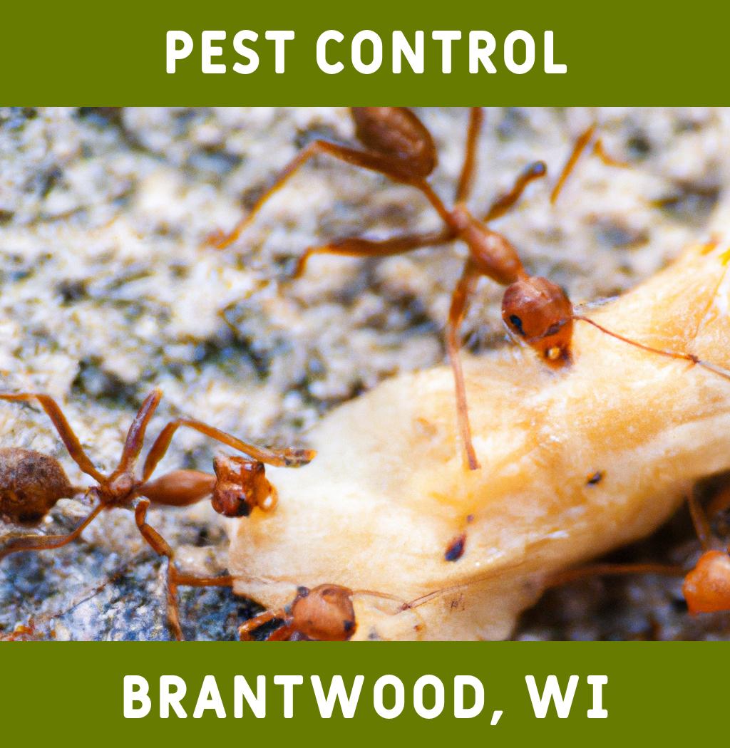 pest control in Brantwood Wisconsin