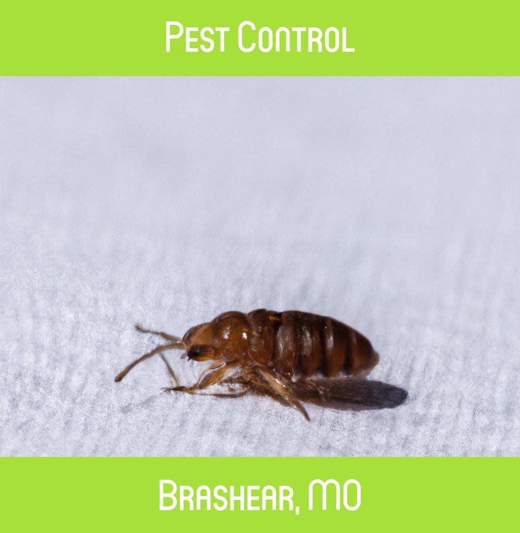 pest control in Brashear Missouri