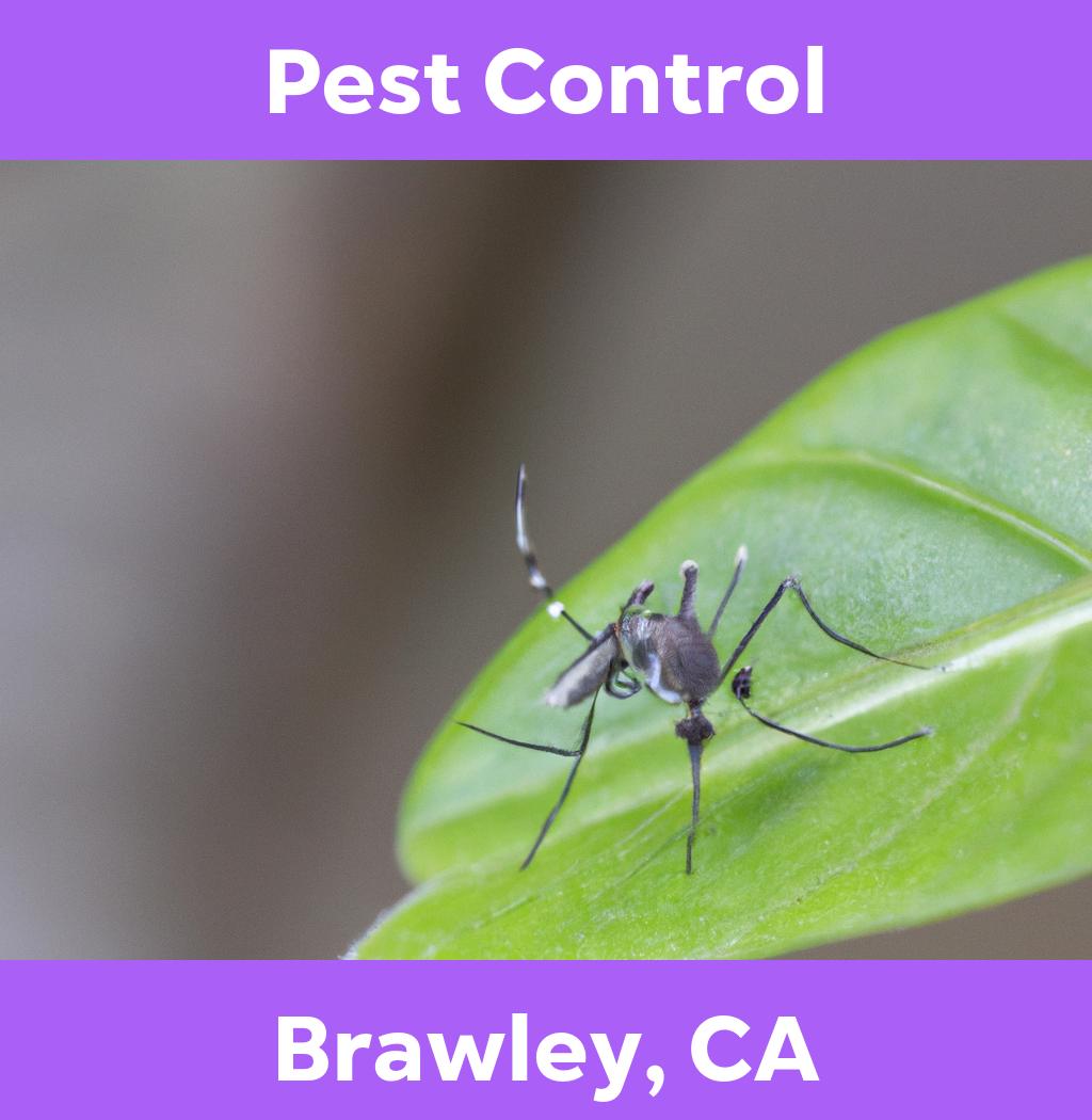pest control in Brawley California