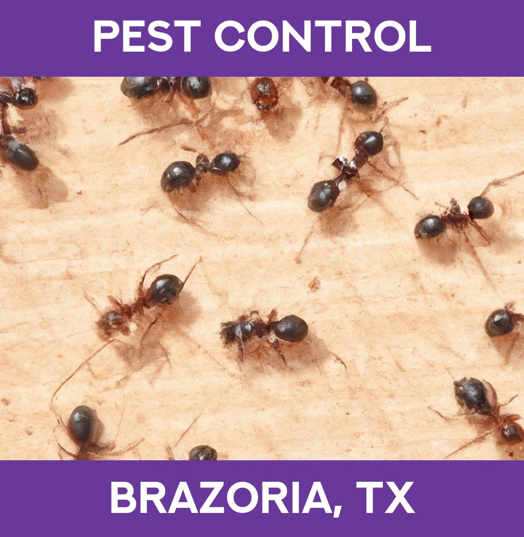 pest control in Brazoria Texas