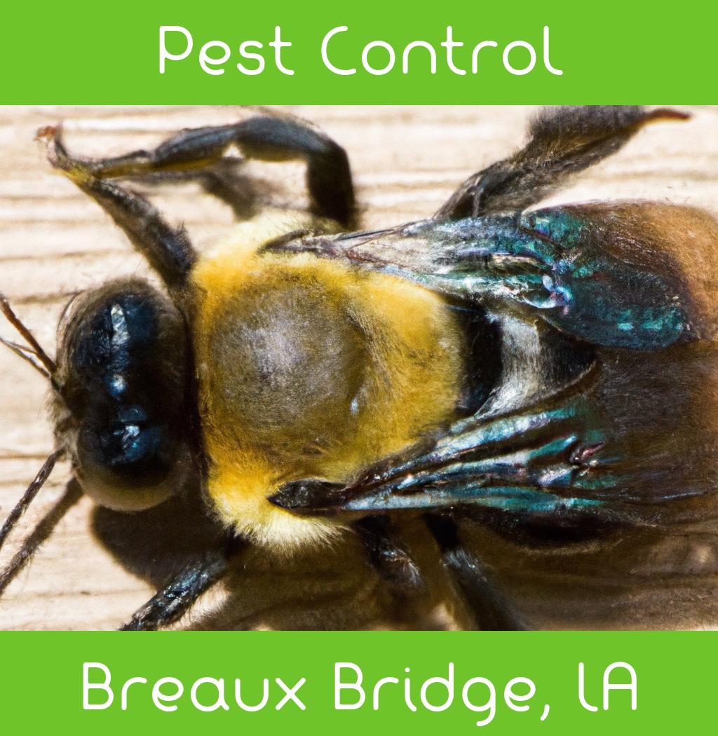 pest control in Breaux Bridge Louisiana