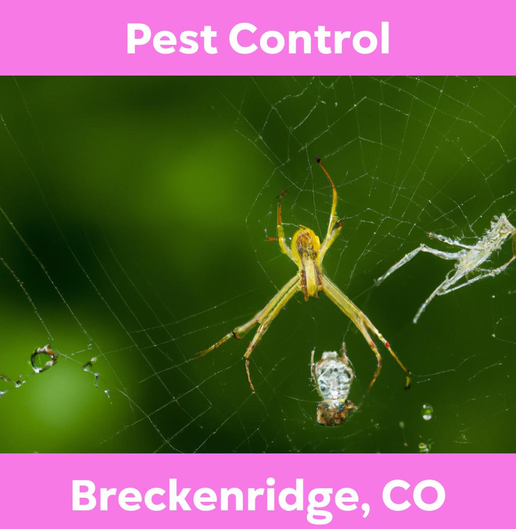 pest control in Breckenridge Colorado