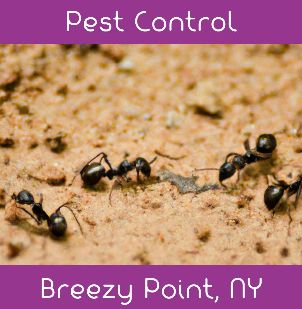 pest control in Breezy Point New York