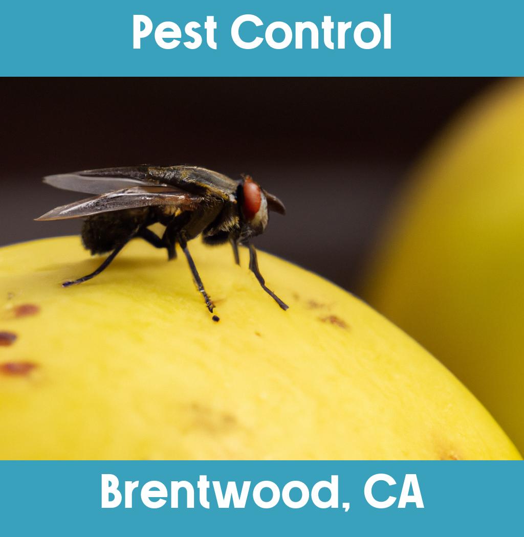 pest control in Brentwood California
