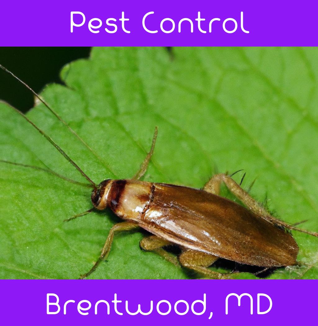 pest control in Brentwood Maryland