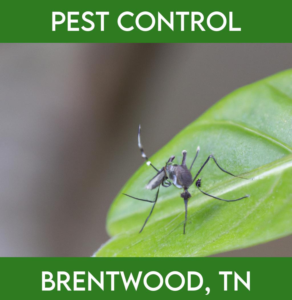 pest control in Brentwood Tennessee