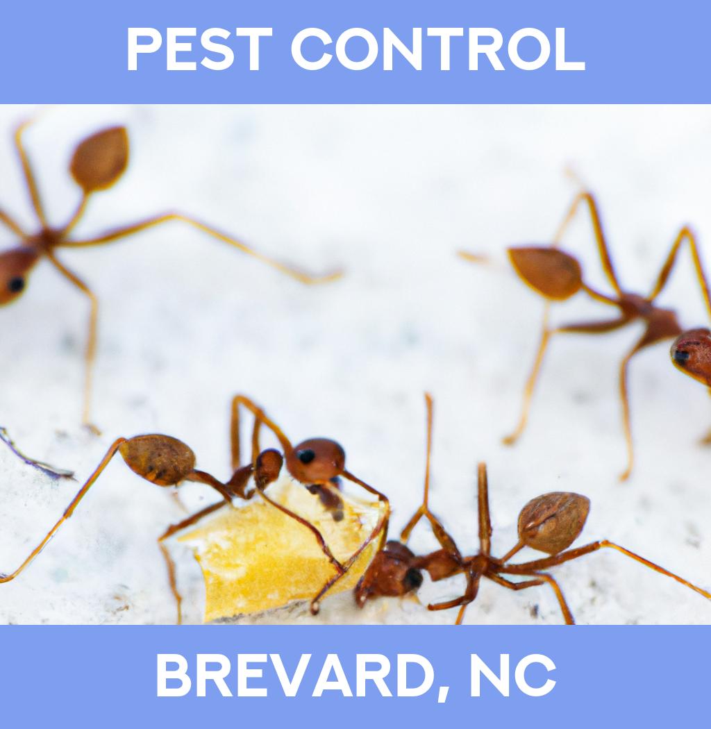 pest control in Brevard North Carolina