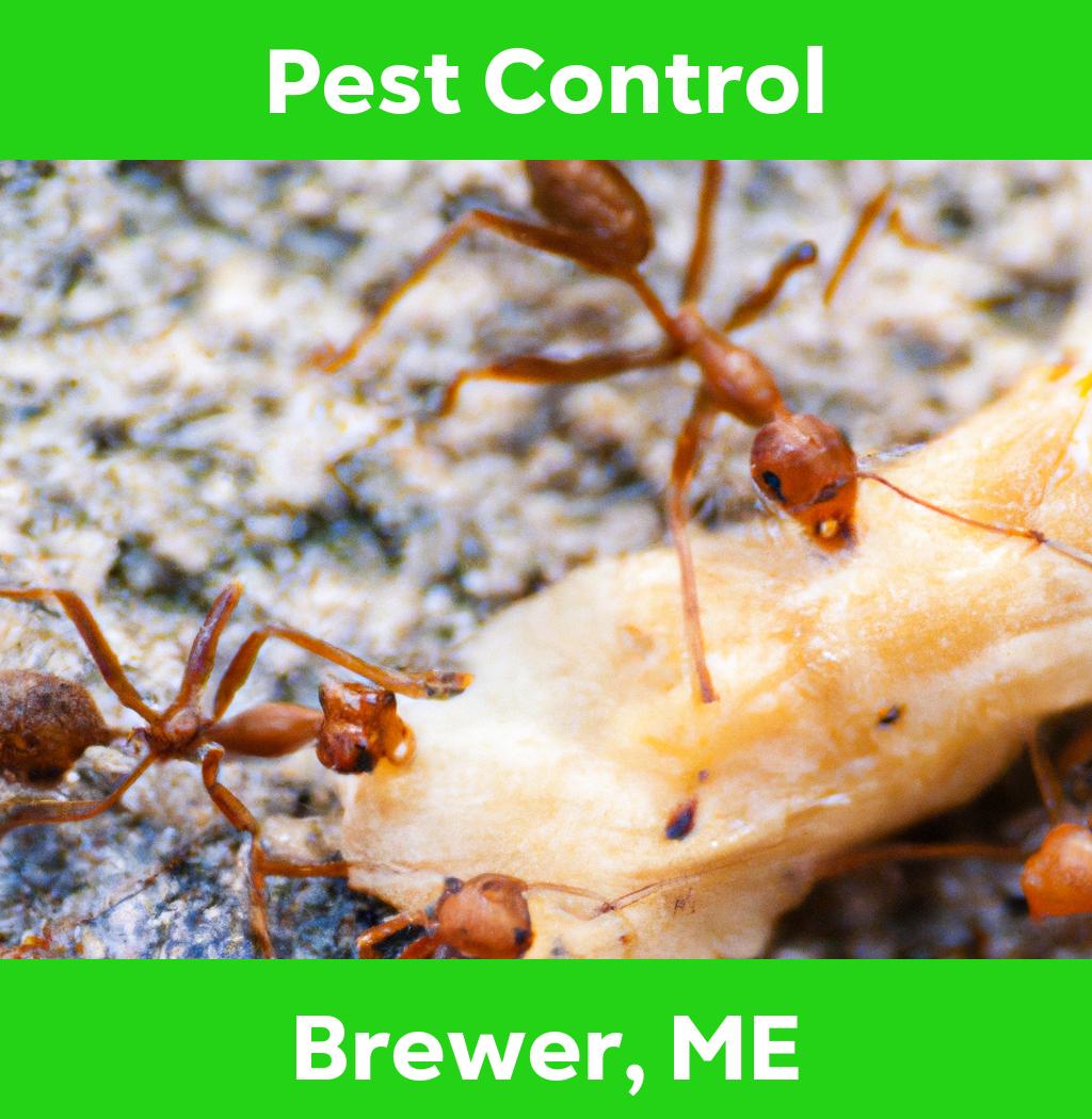 pest control in Brewer Maine