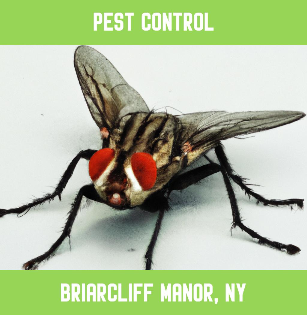 pest control in Briarcliff Manor New York