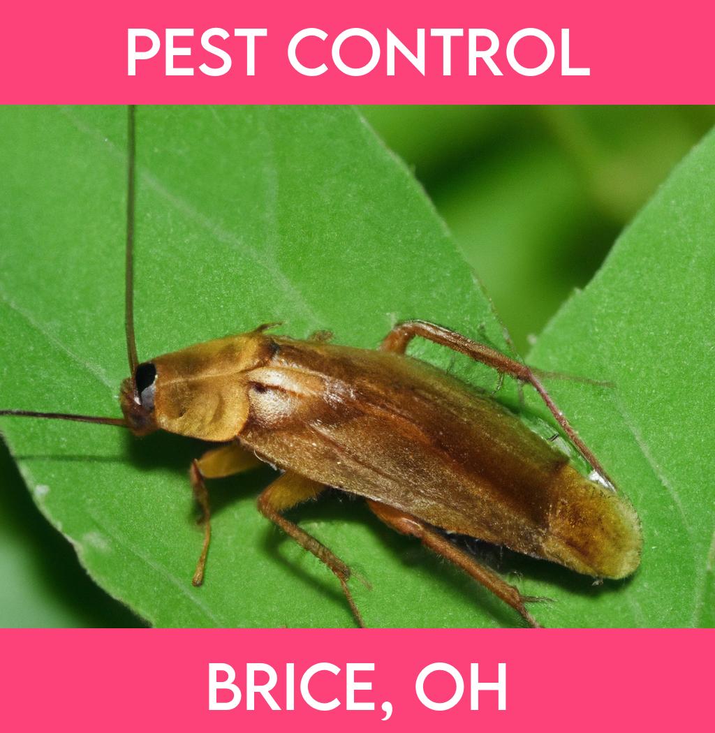 pest control in Brice Ohio