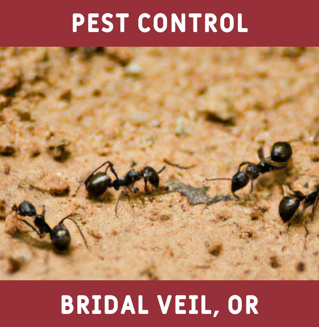 pest control in Bridal Veil Oregon
