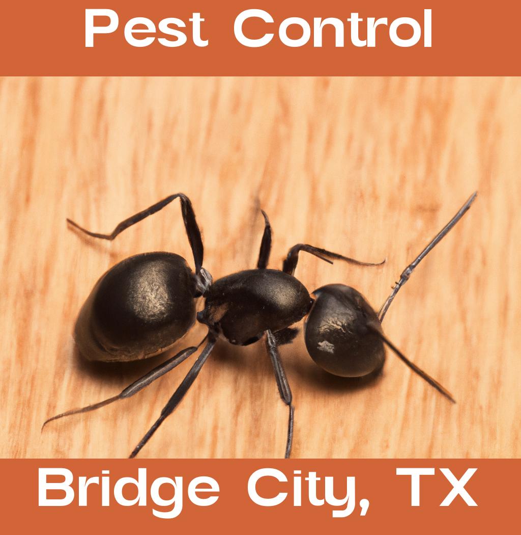 pest control in Bridge City Texas