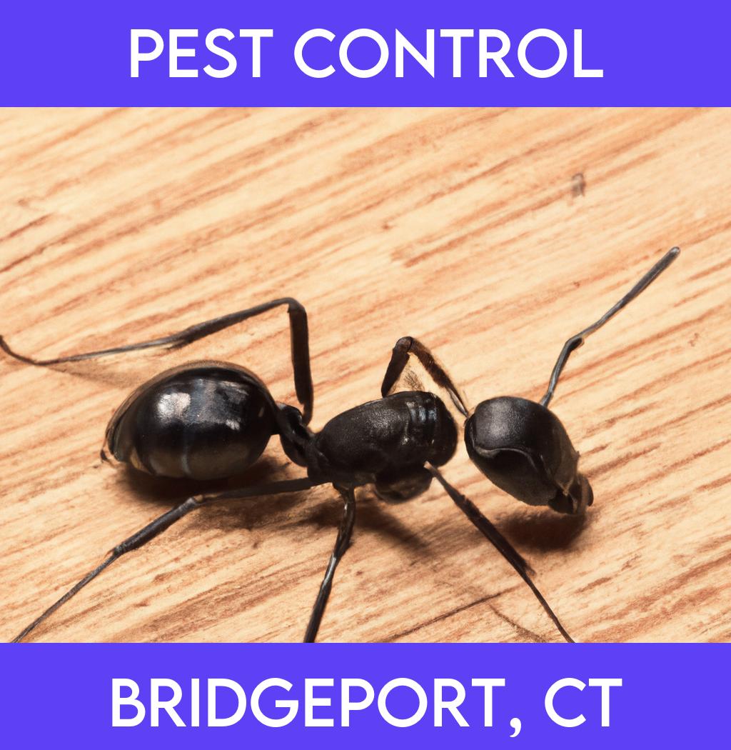 pest control in Bridgeport Connecticut