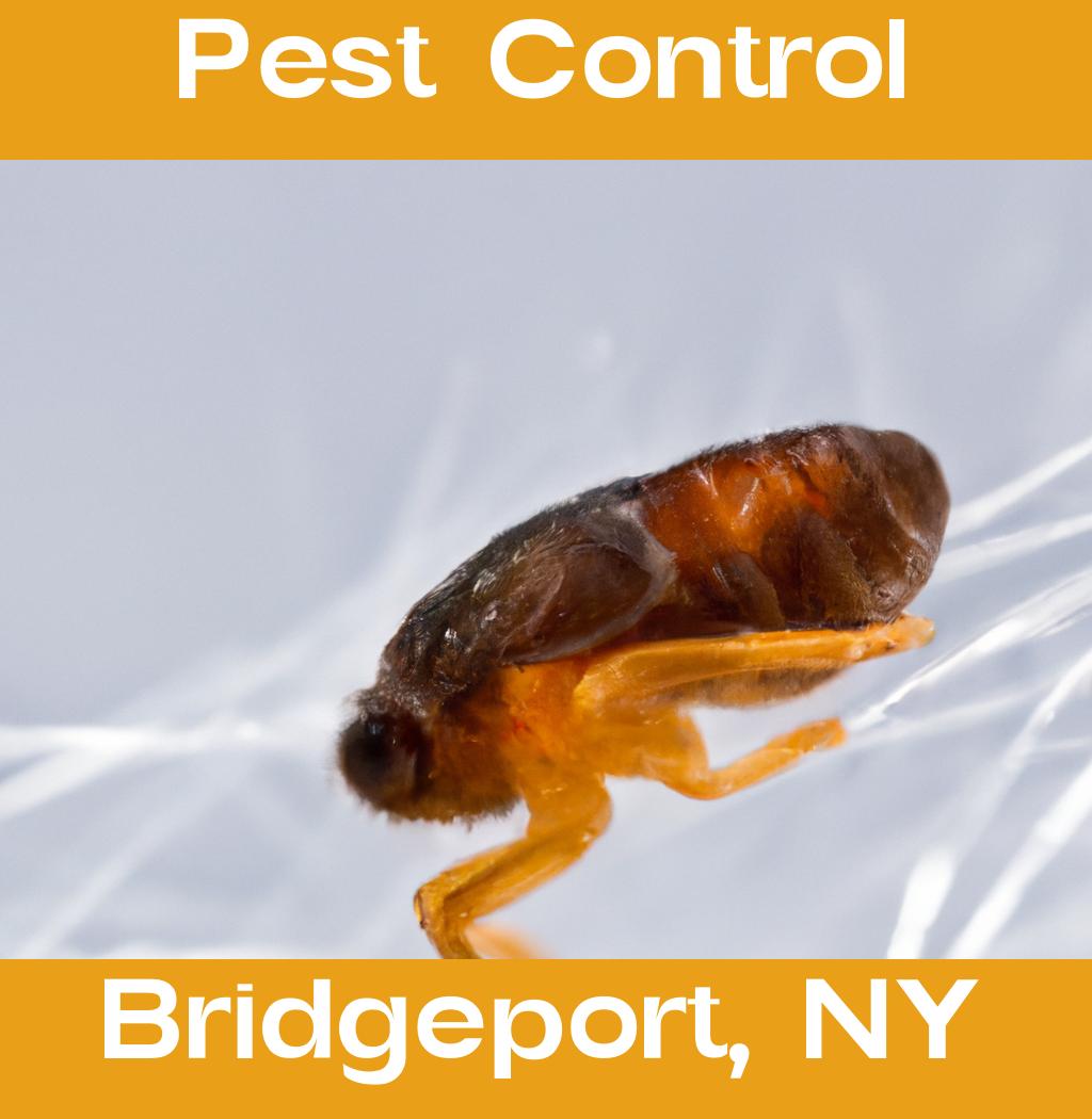 pest control in Bridgeport New York