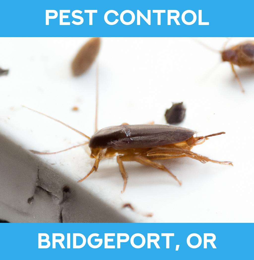 pest control in Bridgeport Oregon