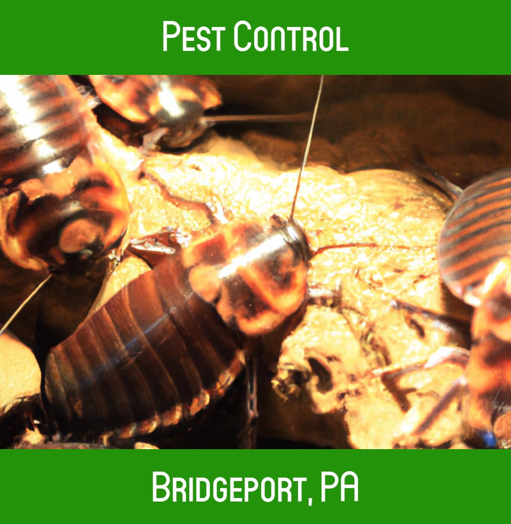 pest control in Bridgeport Pennsylvania