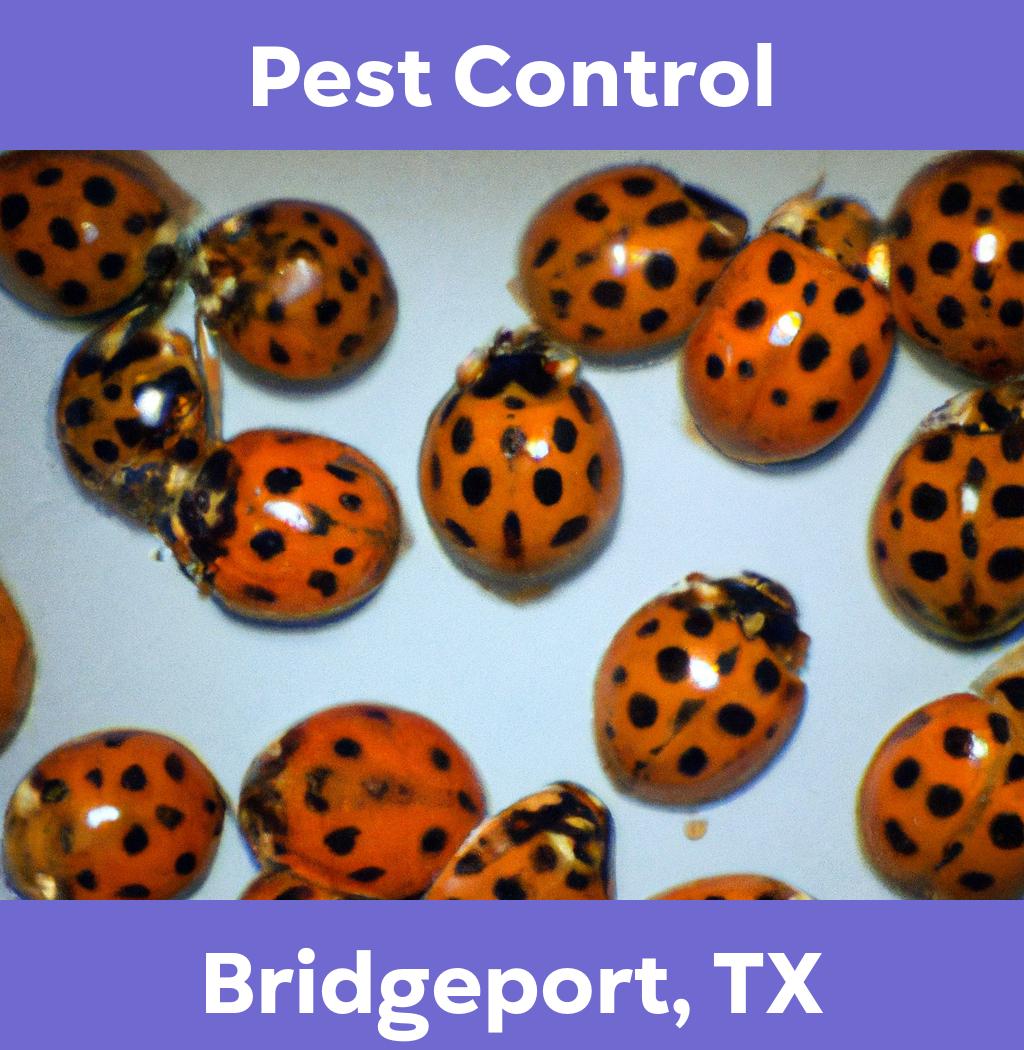 pest control in Bridgeport Texas