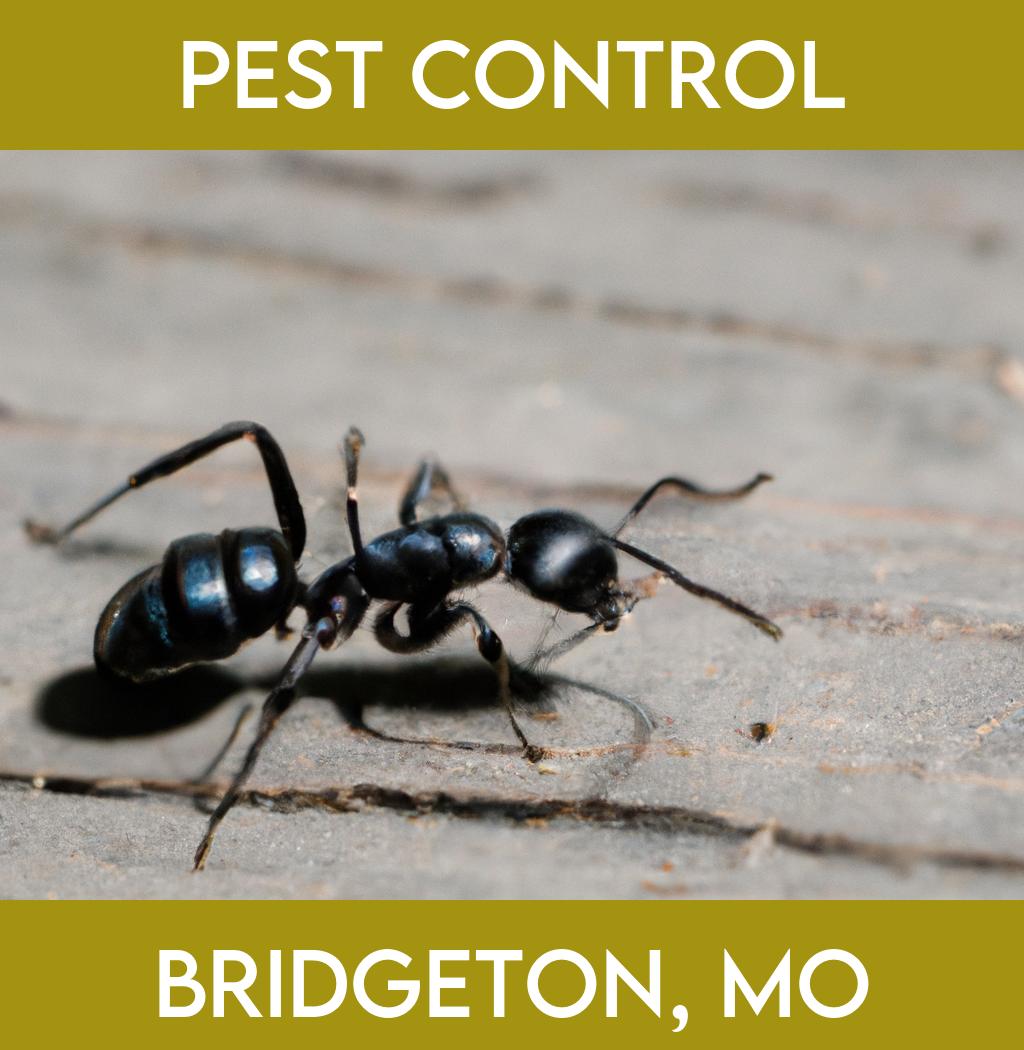 pest control in Bridgeton Missouri
