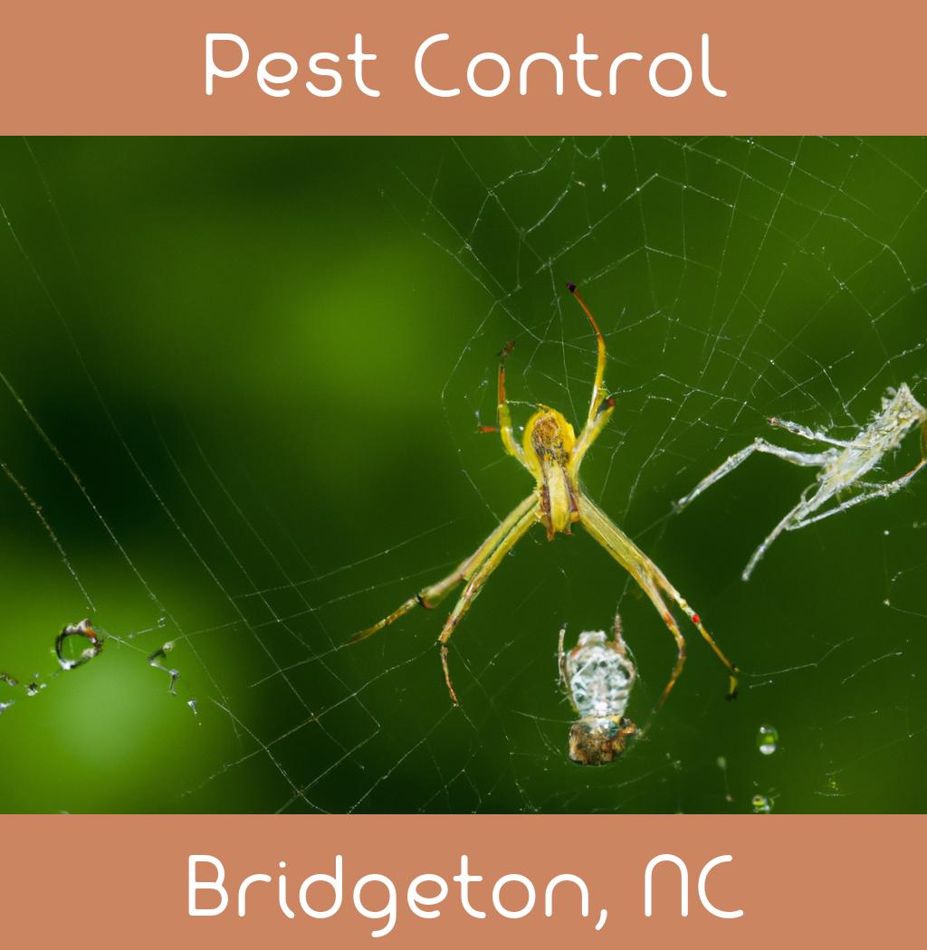pest control in Bridgeton North Carolina