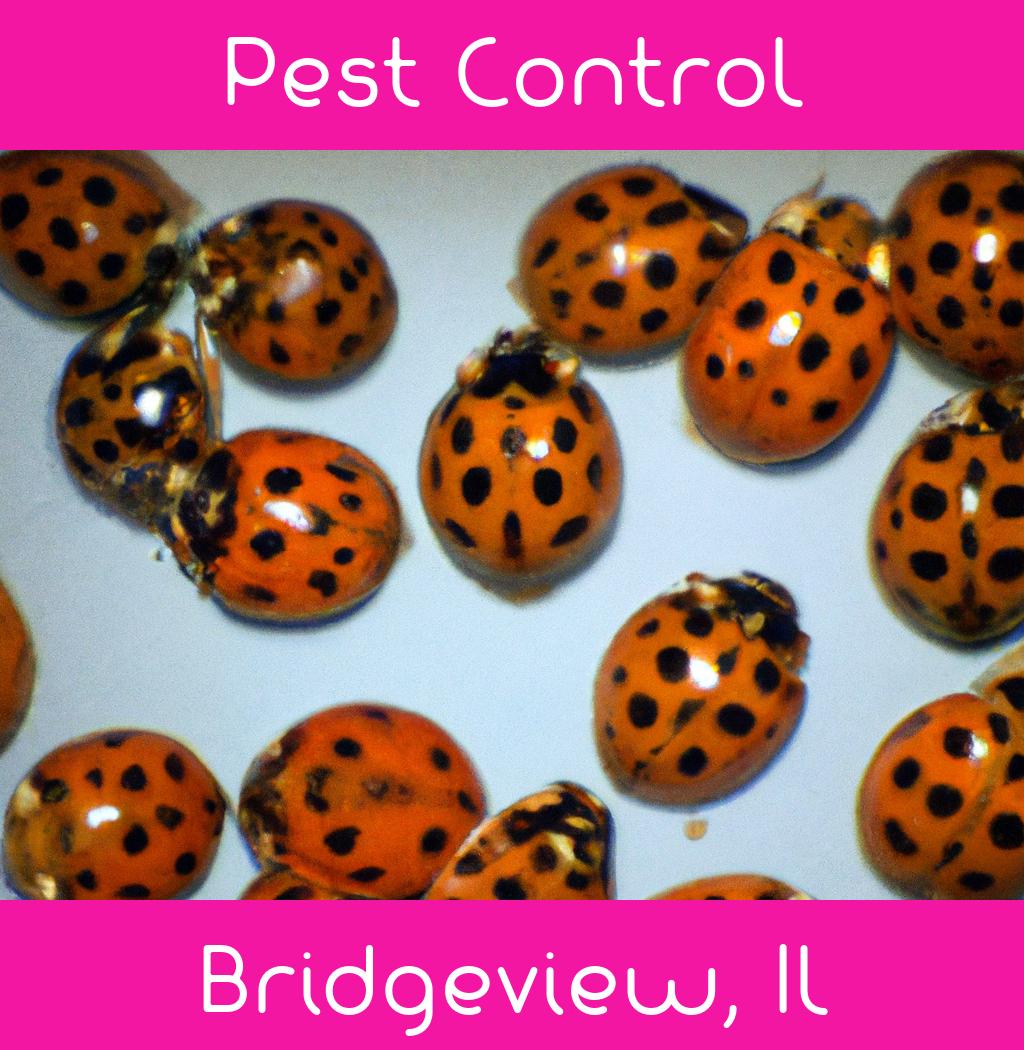 pest control in Bridgeview Illinois