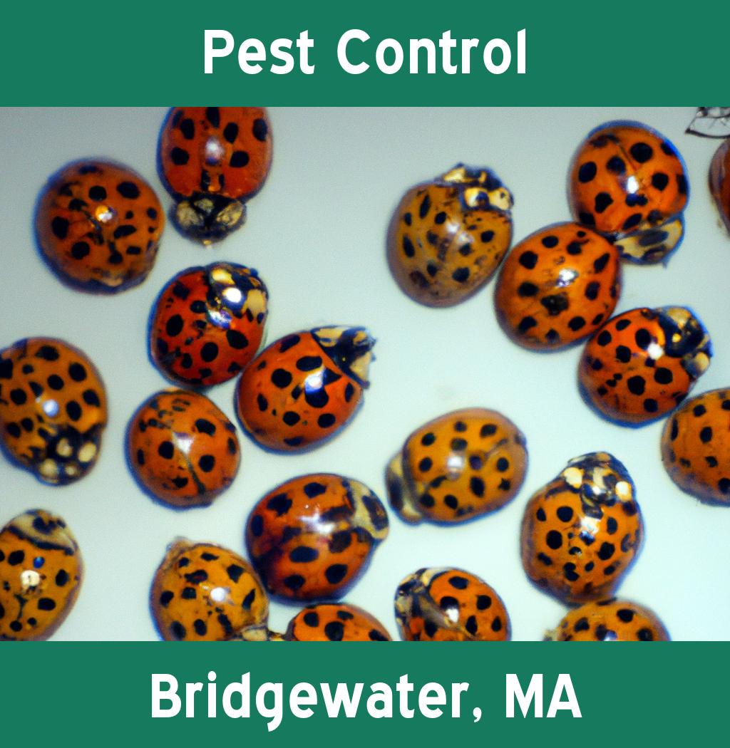 pest control in Bridgewater Massachusetts