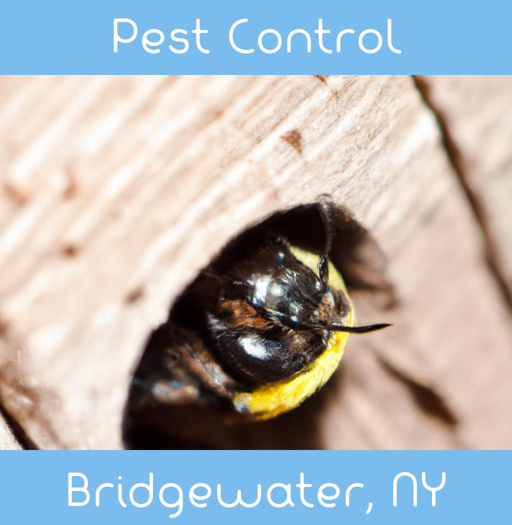 pest control in Bridgewater New York