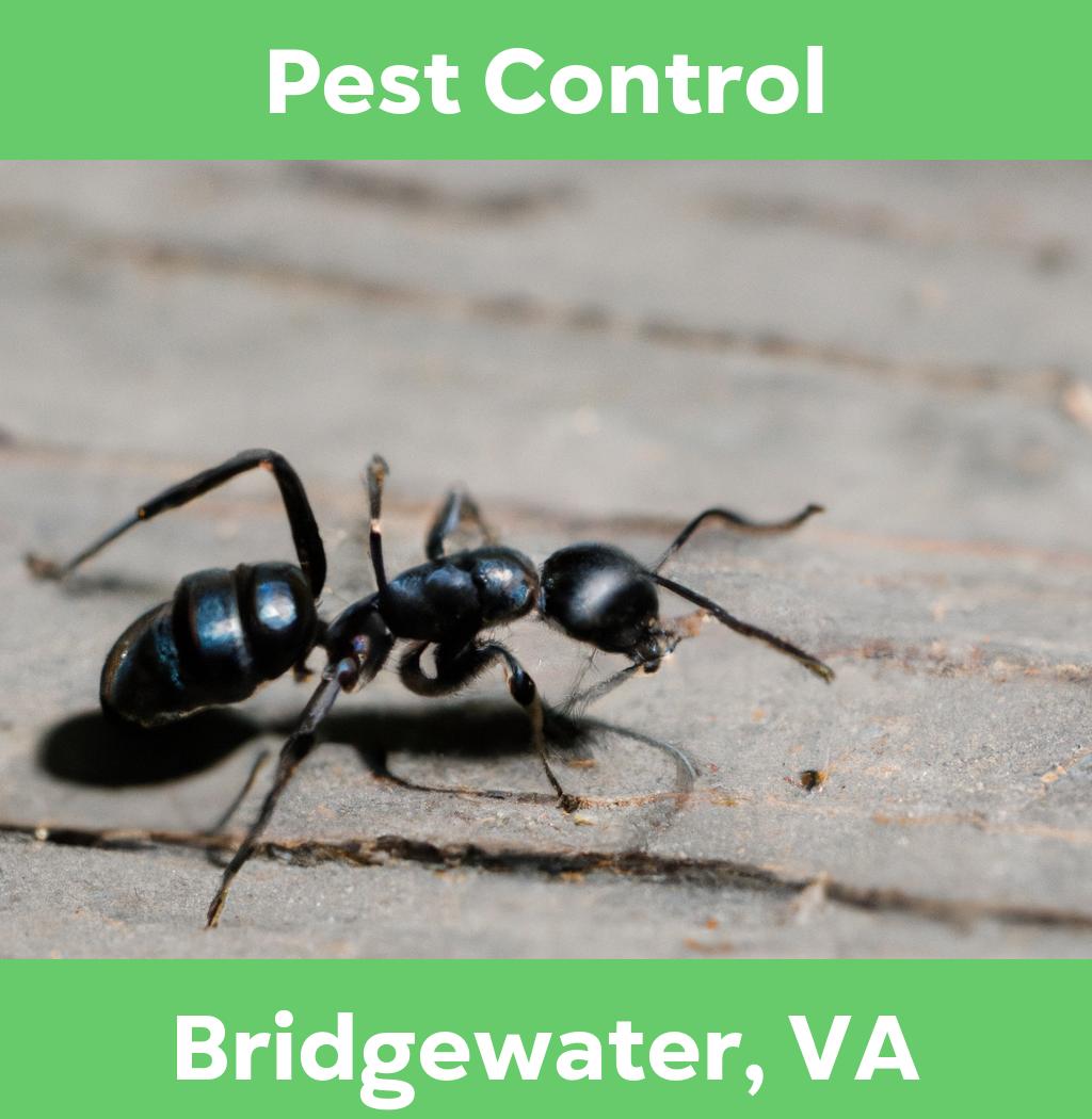 pest control in Bridgewater Virginia