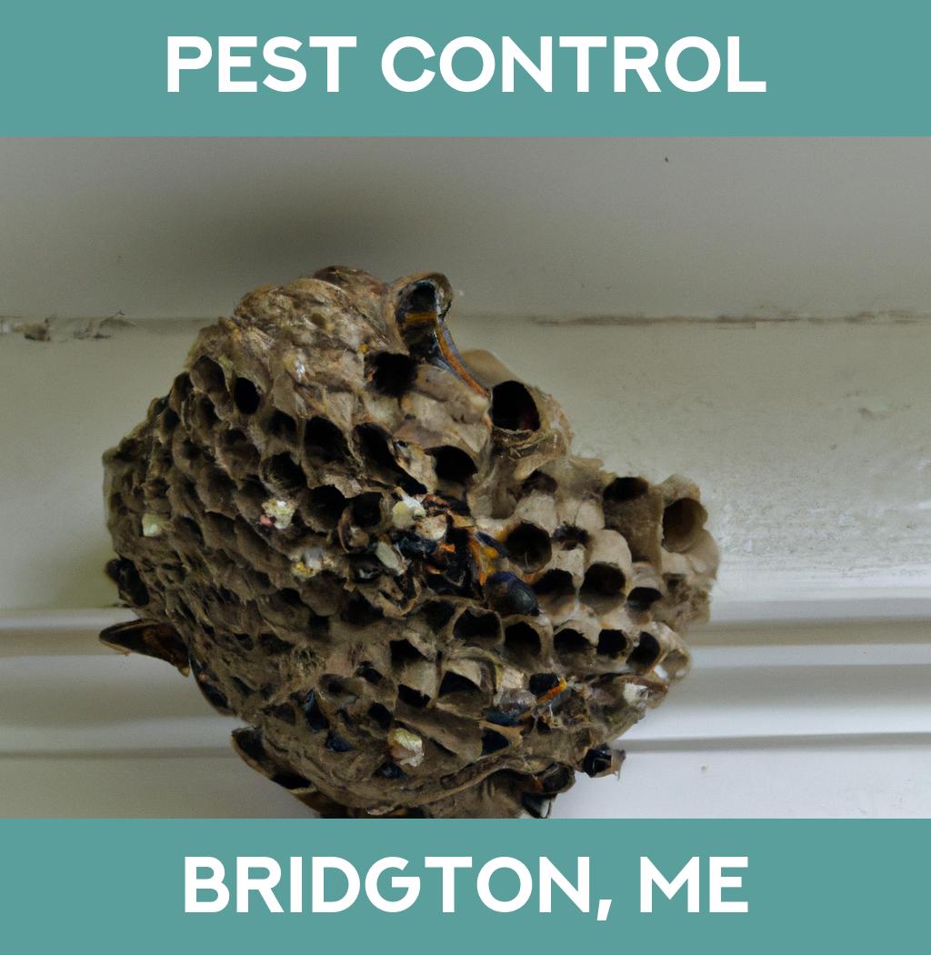 pest control in Bridgton Maine