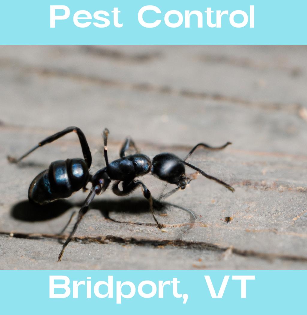 pest control in Bridport Vermont