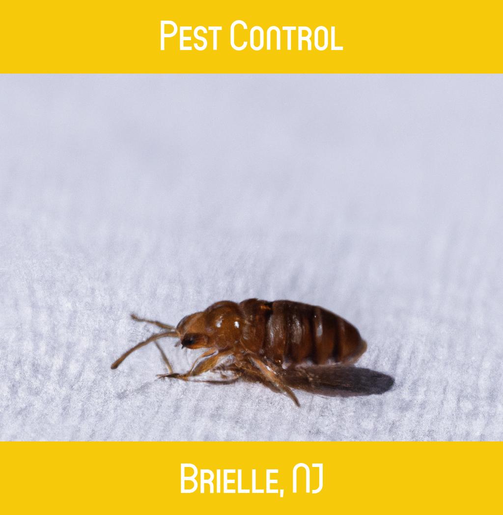 pest control in Brielle New Jersey