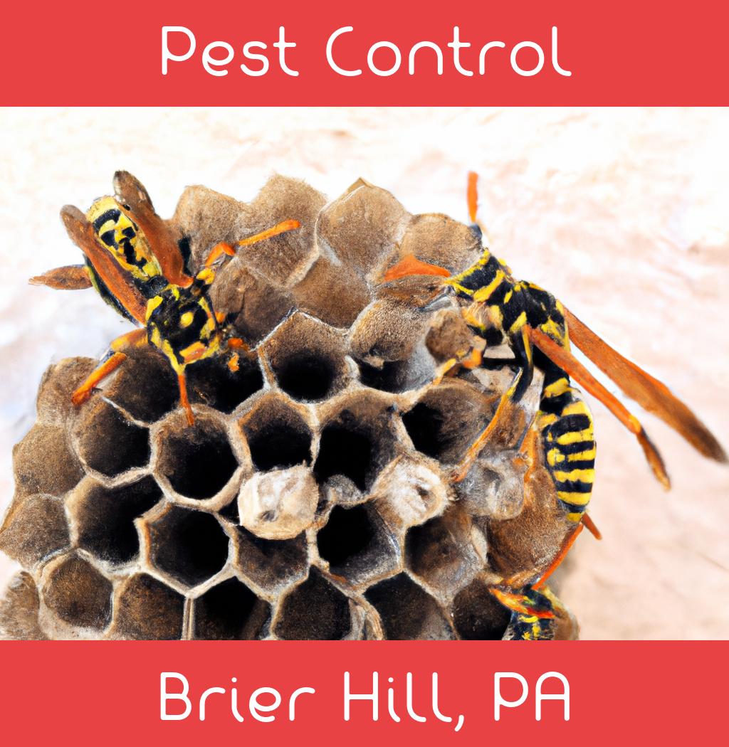 pest control in Brier Hill Pennsylvania