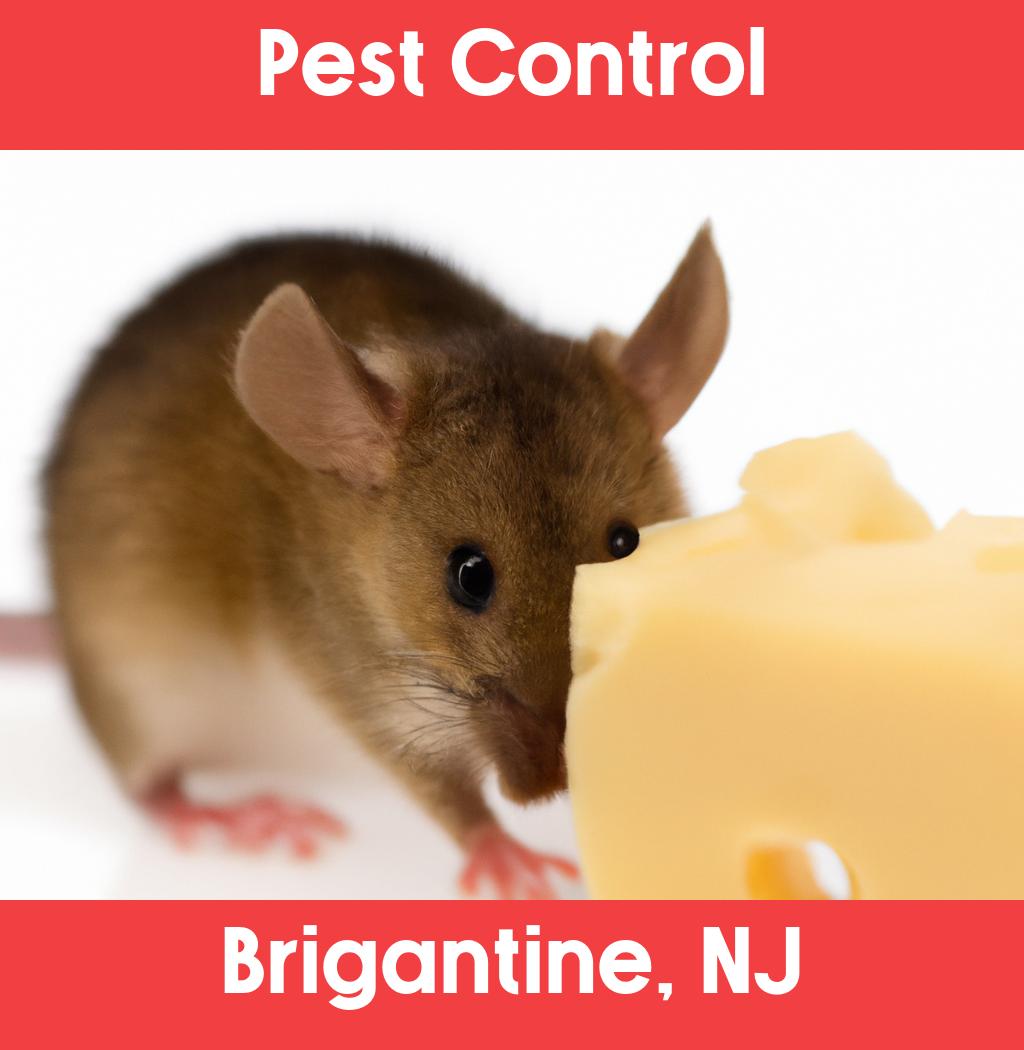 pest control in Brigantine New Jersey