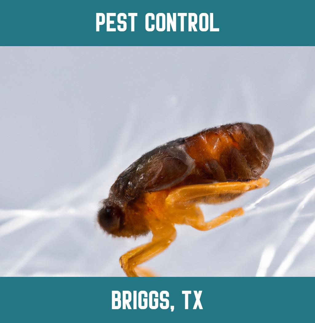 pest control in Briggs Texas