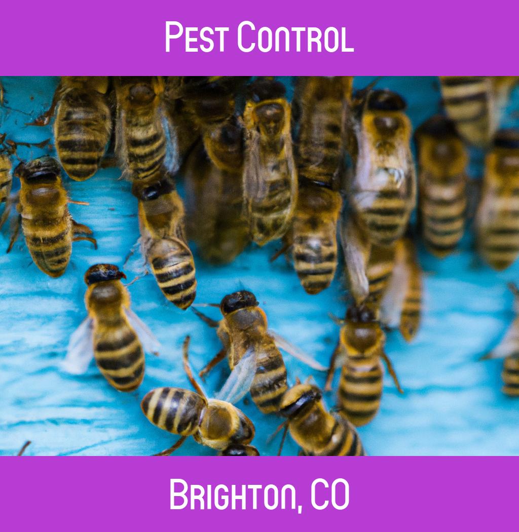 pest control in Brighton Colorado