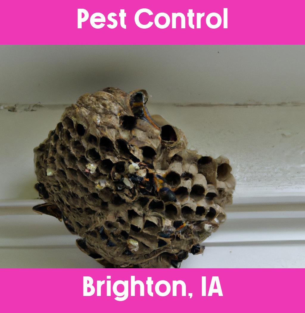 pest control in Brighton Iowa