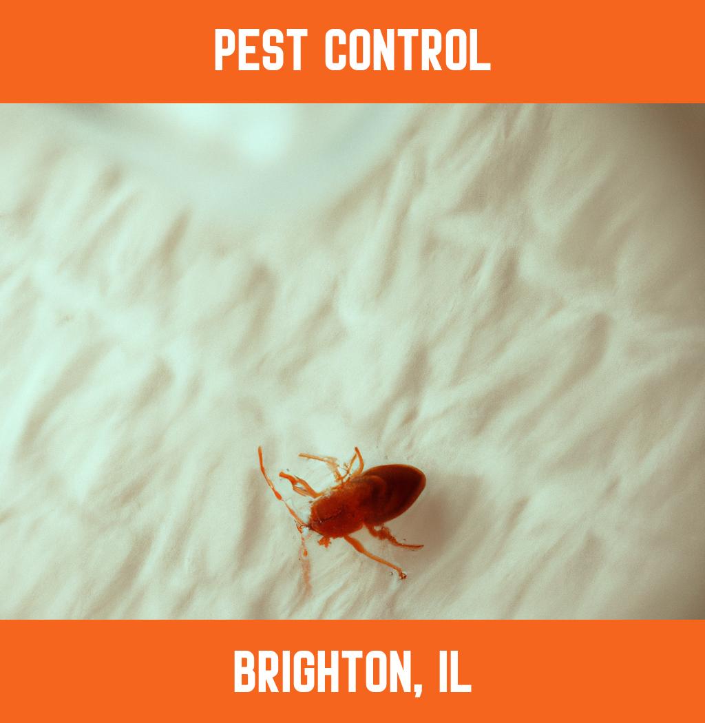 pest control in Brighton Illinois