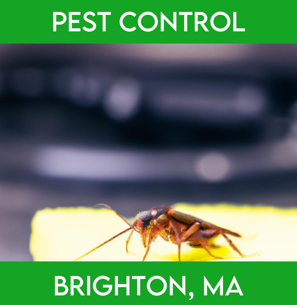 pest control in Brighton Massachusetts